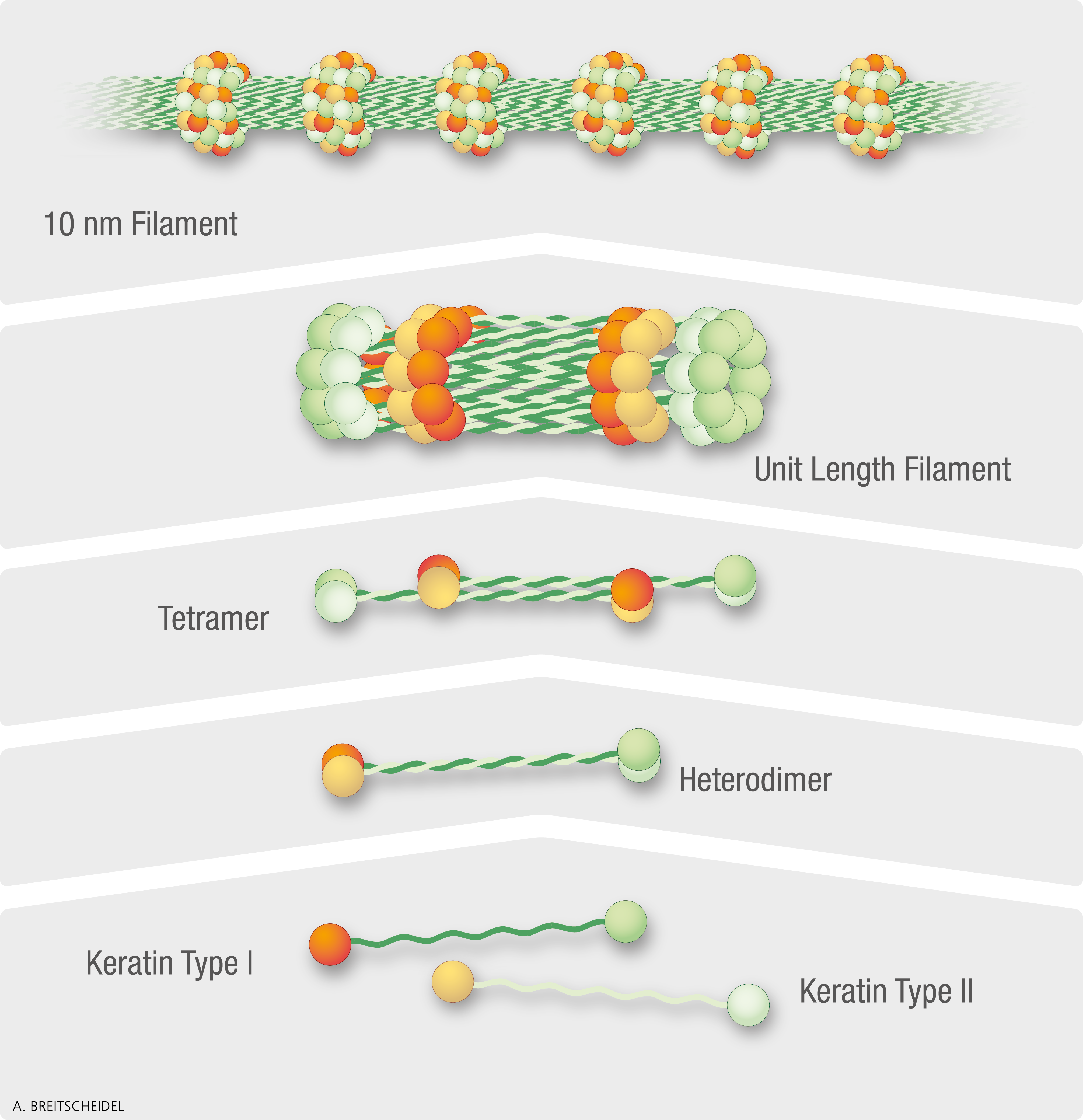 Kerate Interface MOCA - Molecular and Cellular Anatomy